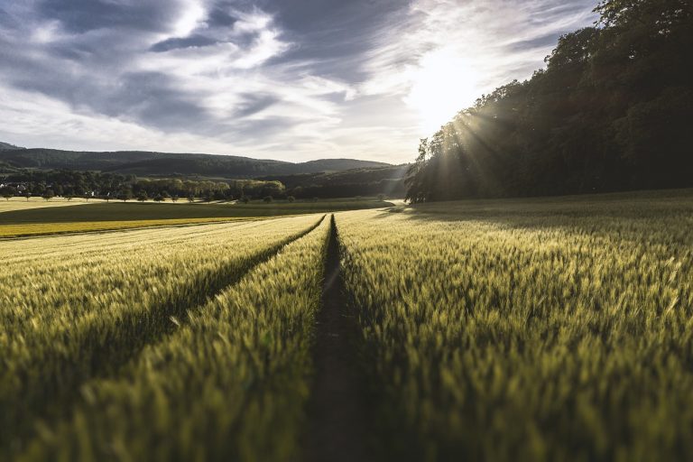 Stosowanie środków uprawy roślin w uprawach warzywnych